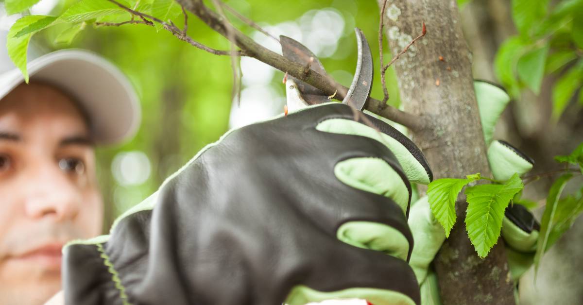 Differences Between Tree Trimming & Pruning Unveiled