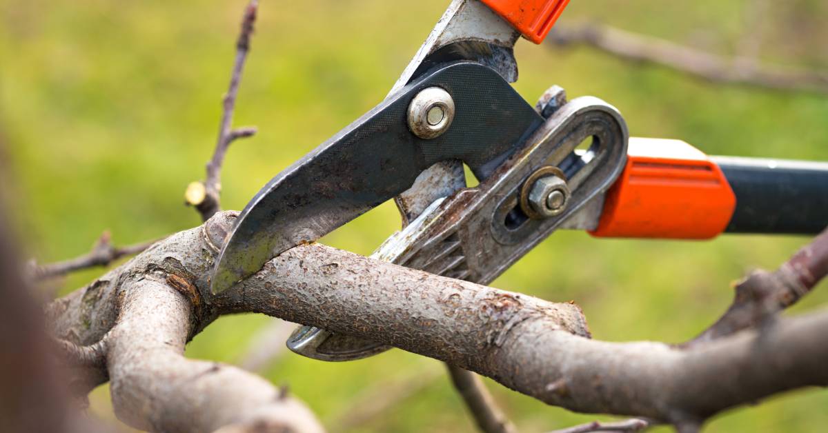 How Proper Tree Trimming Can Prevent Storm Damage