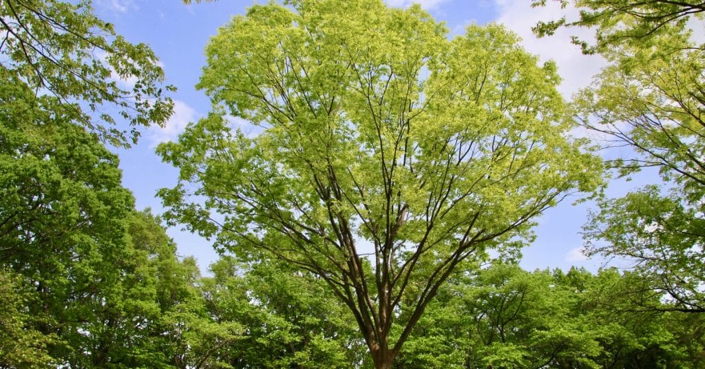 A Japanese Zelkova tree thrives with bright green leaves, surrounded by other trees beneath a blue sky with scattered clouds.