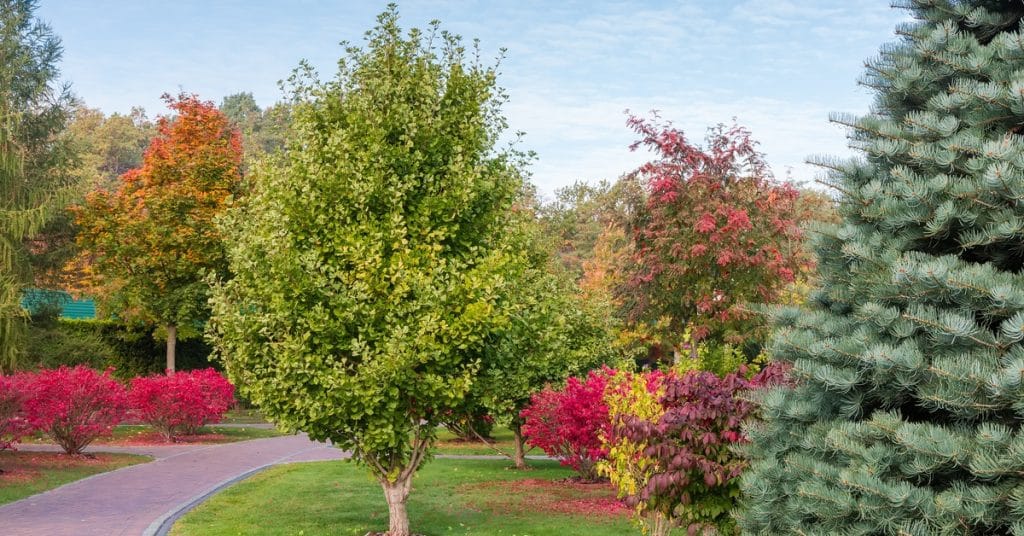 A ginkgo tree is planted in a park near a red brick pathway, surrounded by trees changing colors and evergreens.