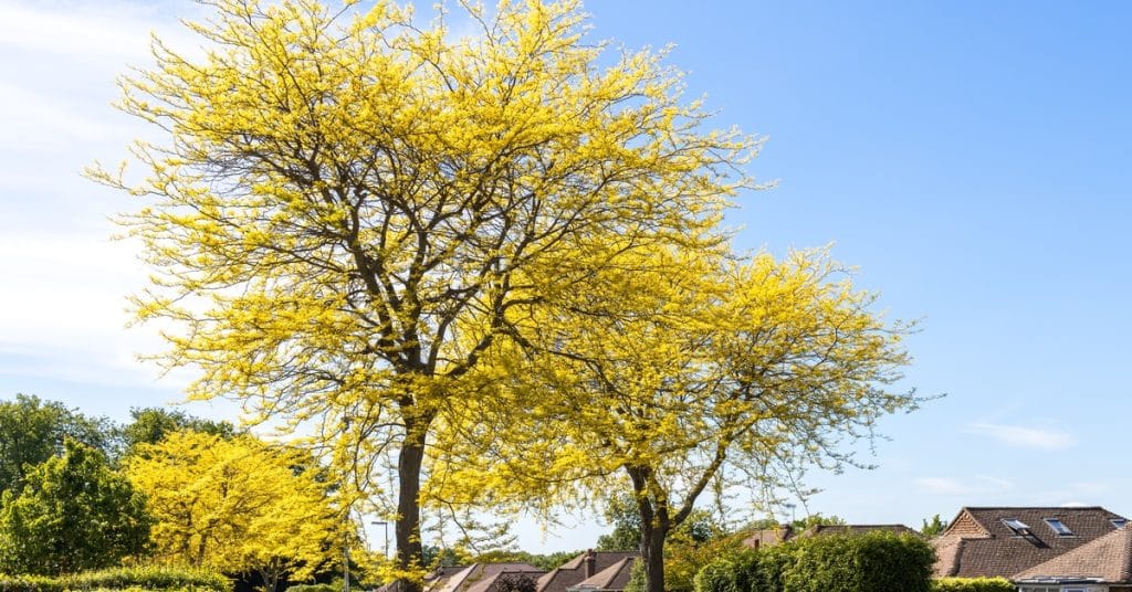 A couple of Honey Locust trees with bright yellow leaves are planted in a neighborhood along the road.