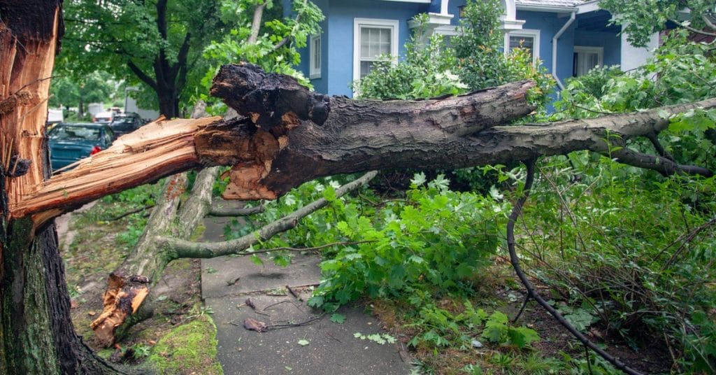 A large tree rooted near the street has fallen into the yard of a blue and white house after a severe storm.