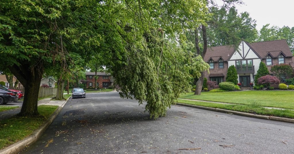 A large tree has damaged branches hanging low, nearly touching the concrete and extending into a neighborhood street.