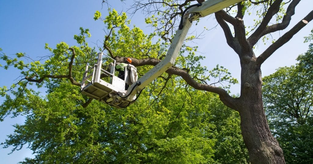 A person in an orange hard hat and high-vis jacket works from a white bucket truck near a tree with dead branches.