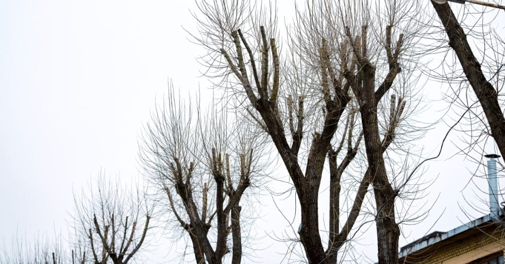 A row of heavily pruned leafless trees has many small offshoots standing along a street near buildings.