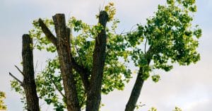 allaroundarborllc 433882 tree topped canopy blogbanner