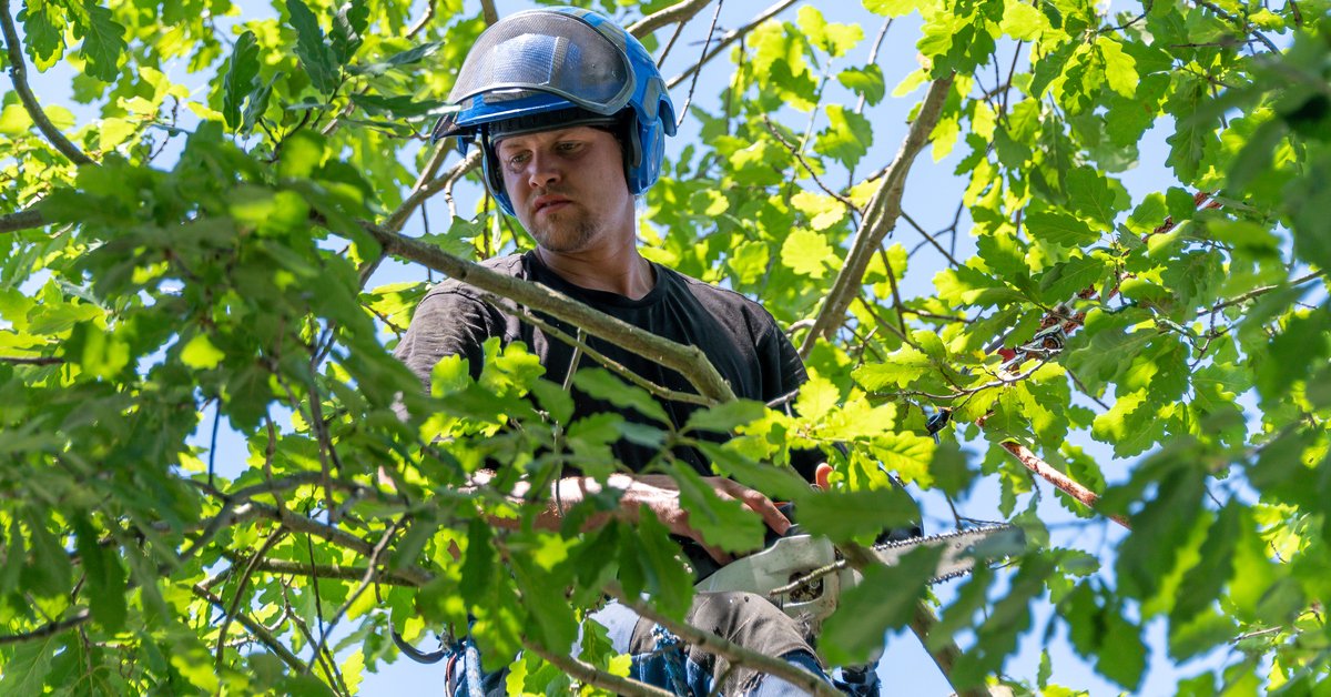 Choosing the Right Expert for Your Tree Care Needs