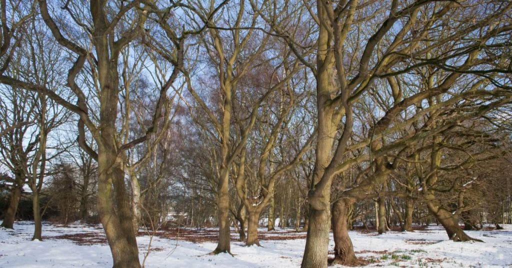 A winter landscape featuring dormant trees that have shed their leaves, with snow covering the ground.