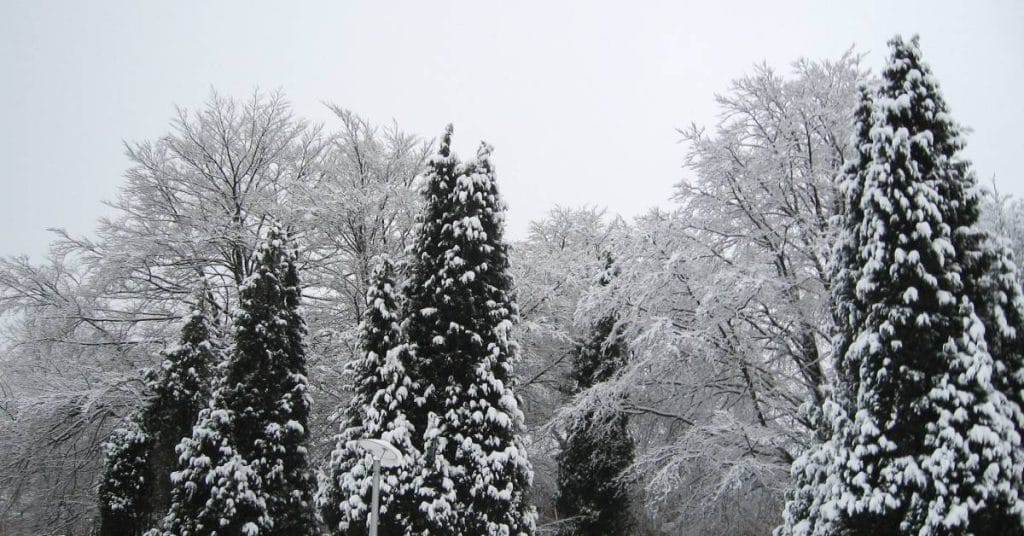 A landscape showing a mix of deciduous and evergreen trees, all covered with a fresh blanket of snow.