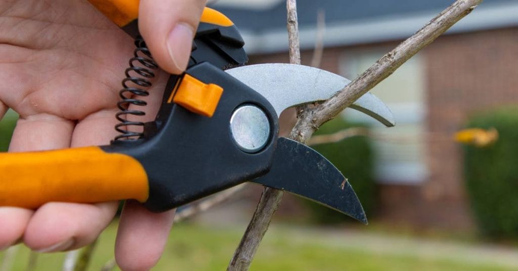 A close-up of a person holding a pair of orange pruning shears, carefully preparing to trim a small tree branch.