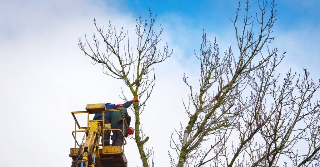 A team of arborists in a heavy-duty equipment tower basket uses a chainsaw to prune back the crown of a tree.