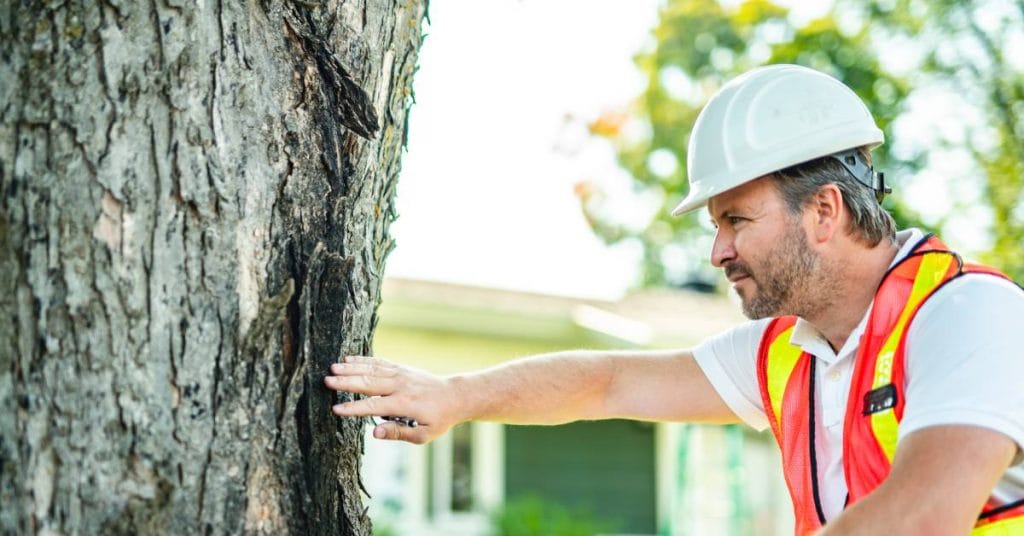 An arborist wearing a hard hat is holding a clipboard and inspecting the bark of a tree in a home's front yard.