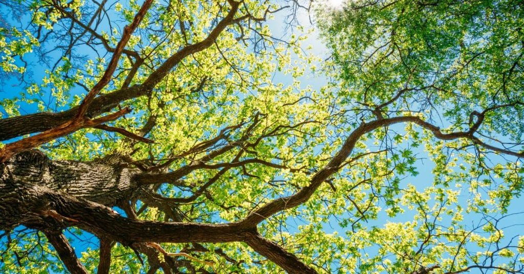 A view from beneath of a lush green canopy of tall trees on a bright, sunny day with clear blue skies stretching above.