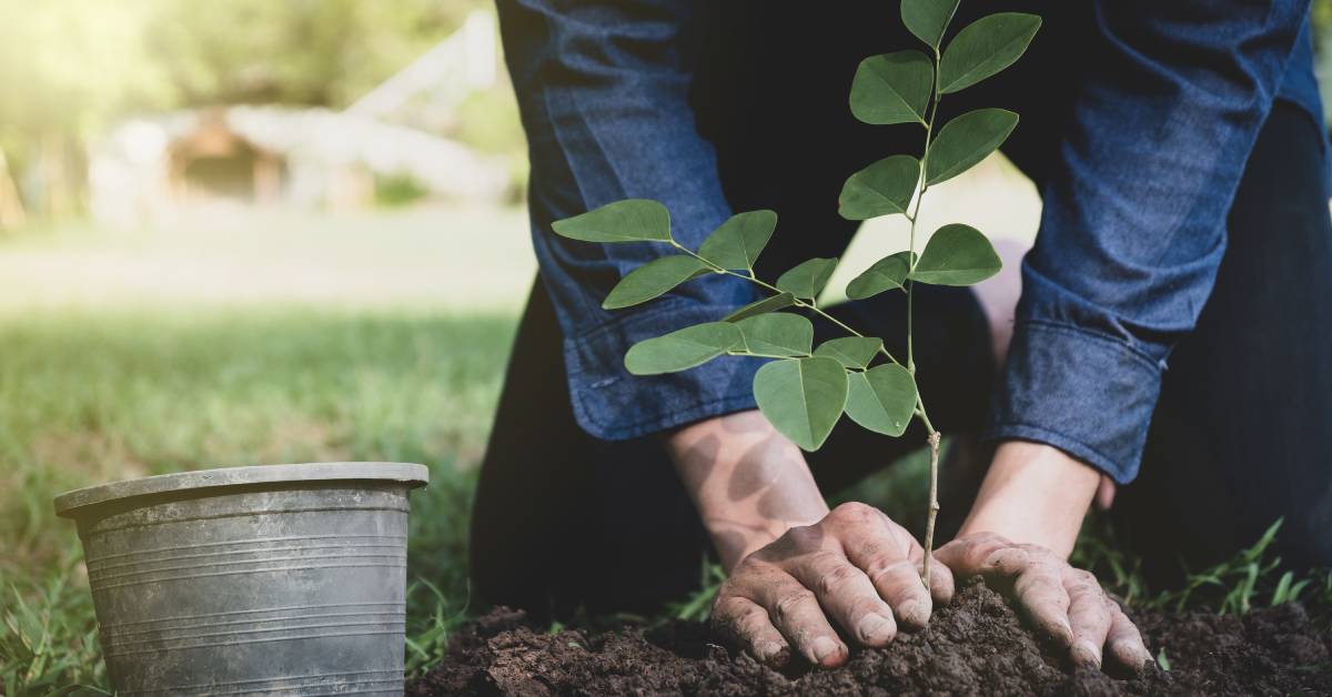 A person in a denim shirt and black pants kneels to plant a small tree outdoors beside an empty pot.