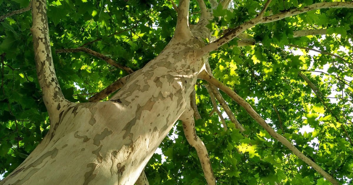 A sycamore tree with a green canopy and rays of sunlight filtering through its leaves, and a trunk that has shed its bark.