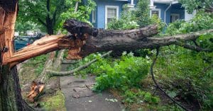 A large tree rooted near the street has fallen into the yard of a blue and white house after a severe storm.