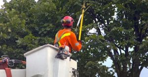 An arborist in a white boom lift is trimming tree branches using a yellow extended branch cutting tool.