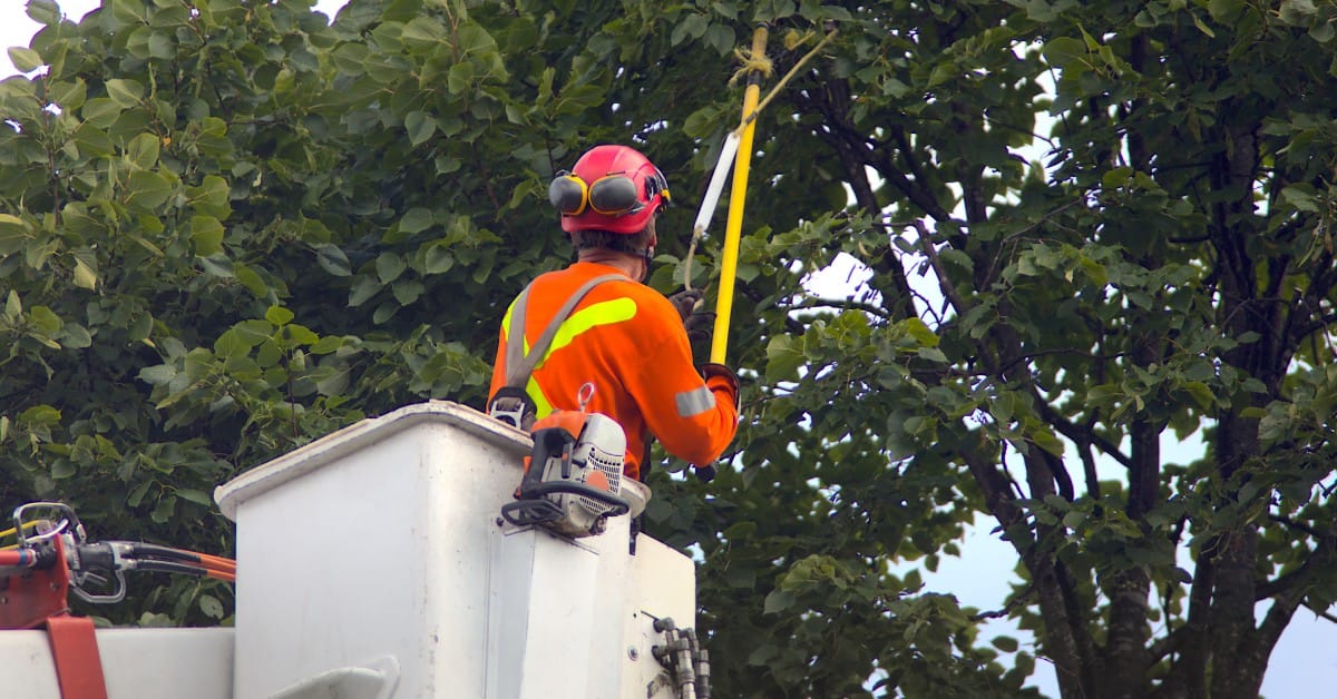 An arborist in a white boom lift is trimming tree branches using a yellow extended branch cutting tool.