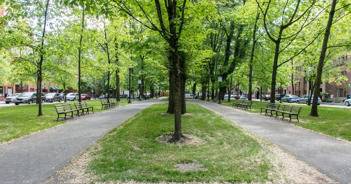 A walkway between two city streets features three rows of trees with benches on both sides facing the middle row.