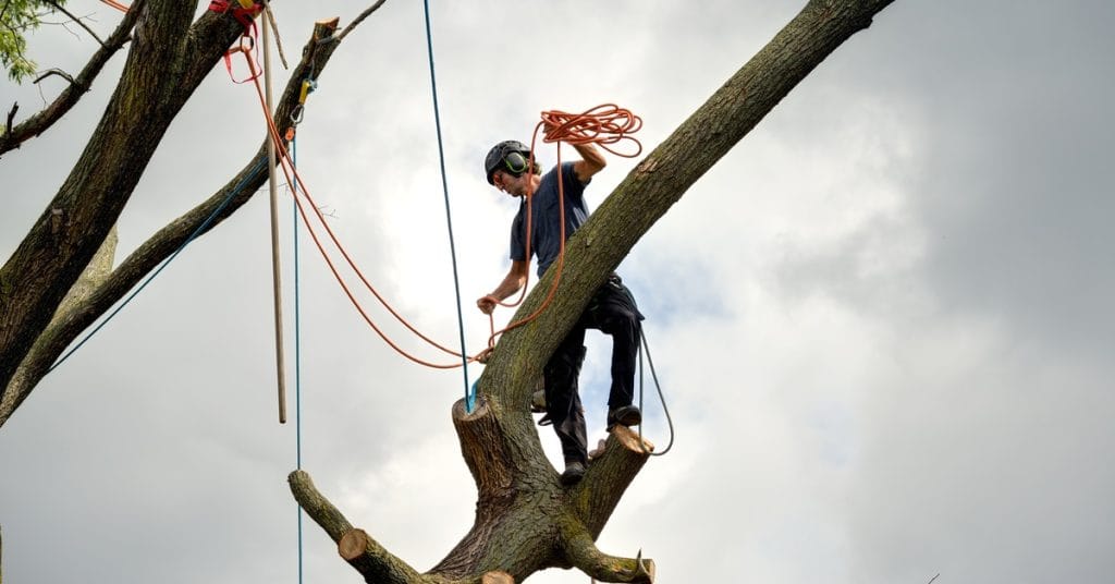 An arborist in safety gear stands on a cut tree limb while using ropes and rigging during a removal job.