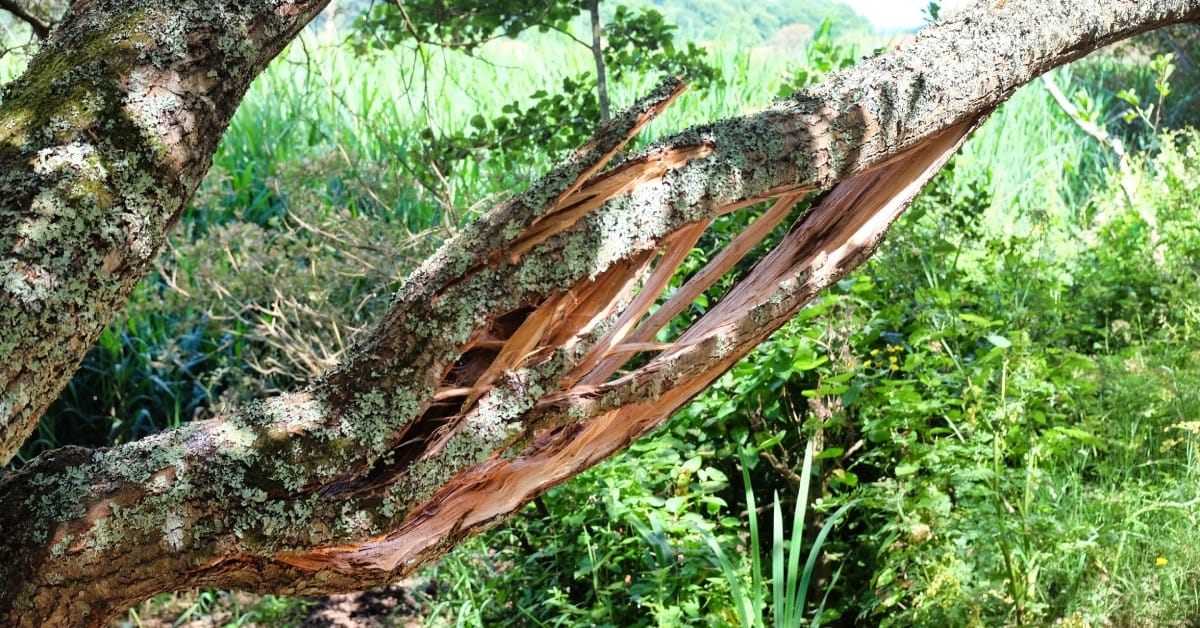 A large tree branch shows deep cracks near the trunk, with fungi growing on it amid bright green grass and foliage.