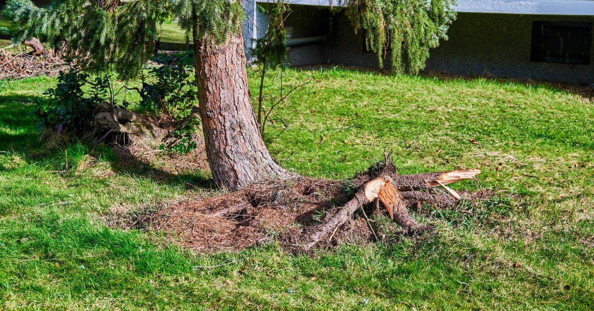 An evergreen tree leans after a heavy storm as its roots lift from the ground in bright, direct sunlight.
