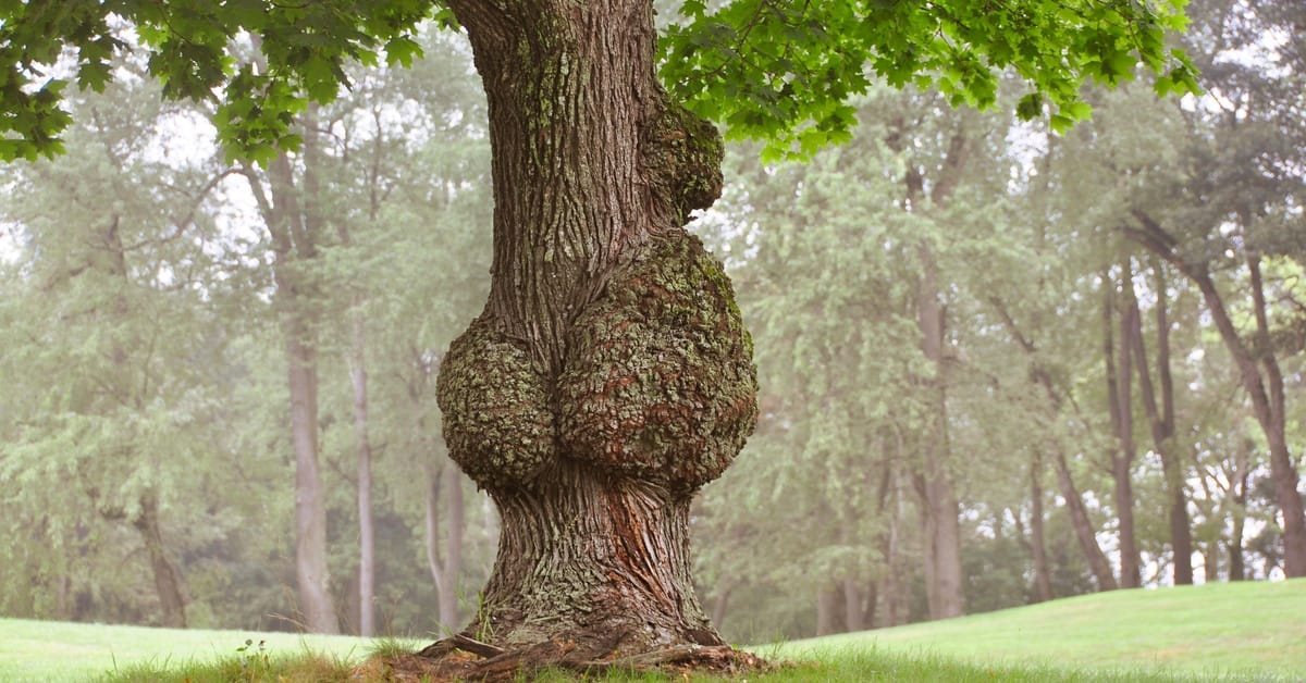A large tree with unusual swollen growths on its trunk stands in a green grassy park surrounded by trees.