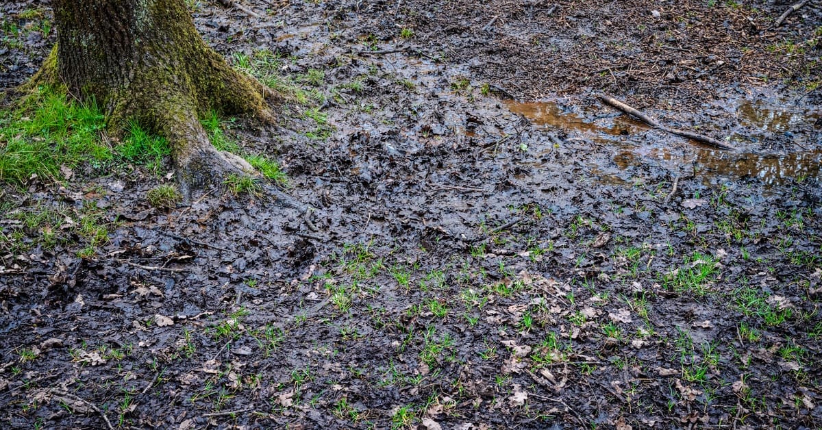 A muddy, waterlogged patch of ground surrounds a tree trunk, with puddles, twigs, and scattered leaves across the soil.