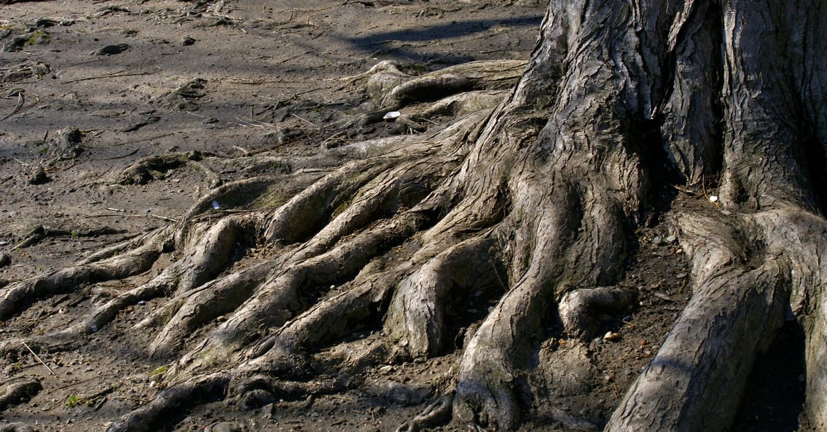 Large tree roots spread across the ground, exposed above dry soil near the base of a thick tree trunk.