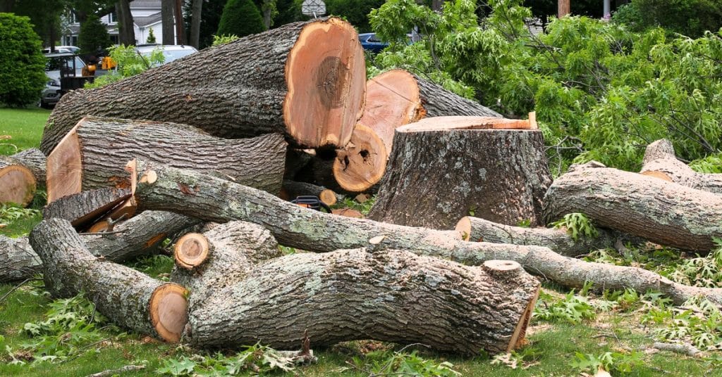 A residential front lawn with tree trunks lying down after a removal process. The stump is still in the ground.