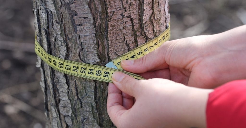 A person is measuring a smaller tree trunk's circumference with a yellow measuring tape in centimeters.