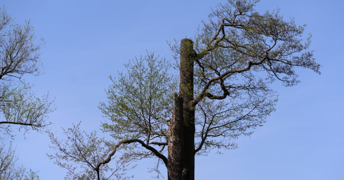 Partially pruned tall tree with sparse branches and fresh spring leaves growing from remaining limbs against a blue sky.