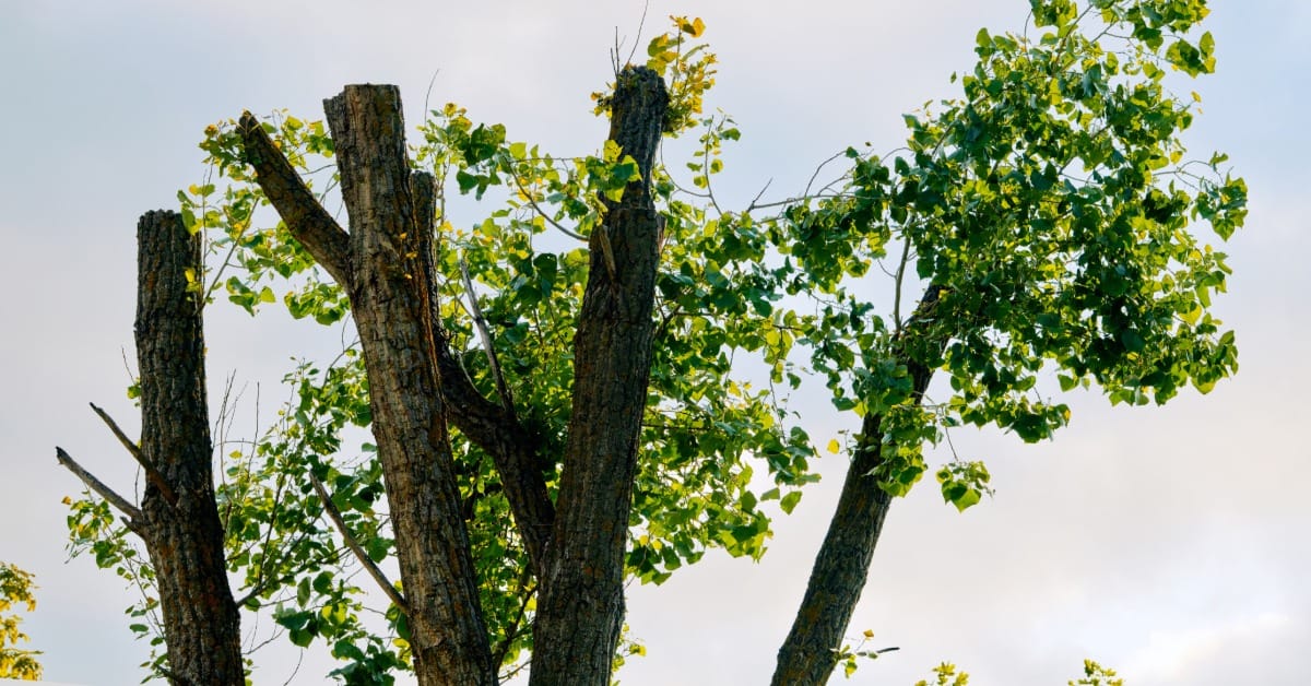 A topped tree with new green shoots and leaves growing from cut branches against a soft, cloudy sky background.