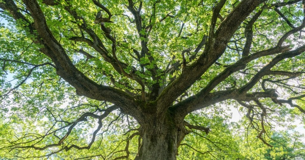 Large mature oak tree with sprawling branches and dense green leaves viewed from below in a sunlit park.