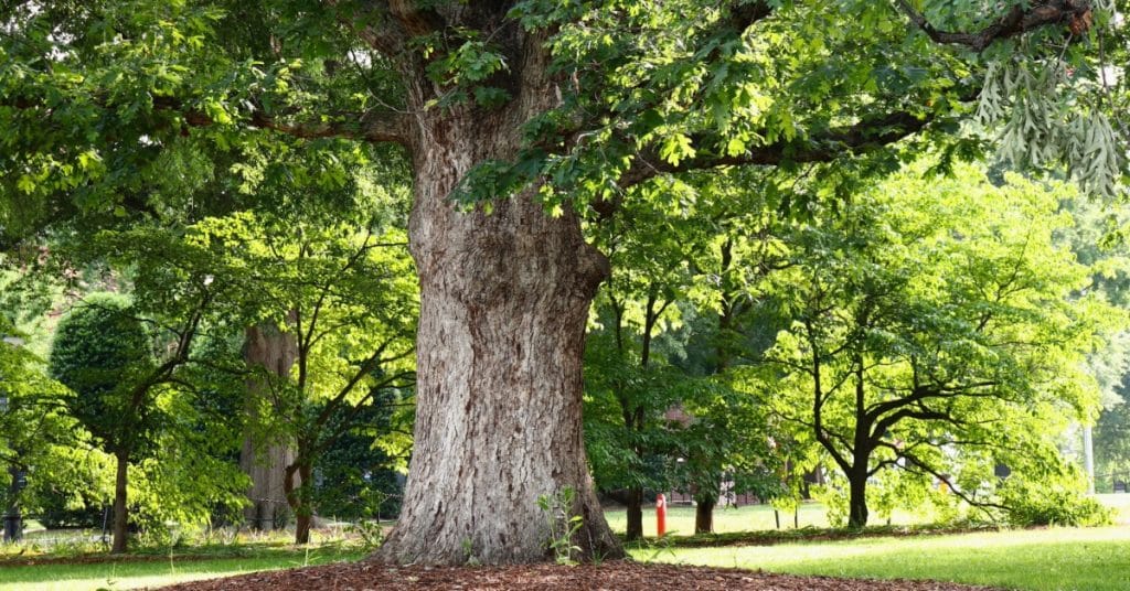 Large oak tree with thick trunk and broad green canopy standing in a landscaped park on a sunny day.