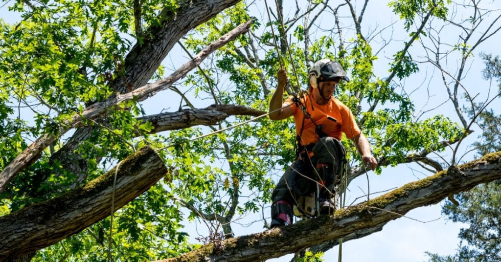 An arborist wearing safety gear and climbing ropes while trimming large tree branches high above the ground.