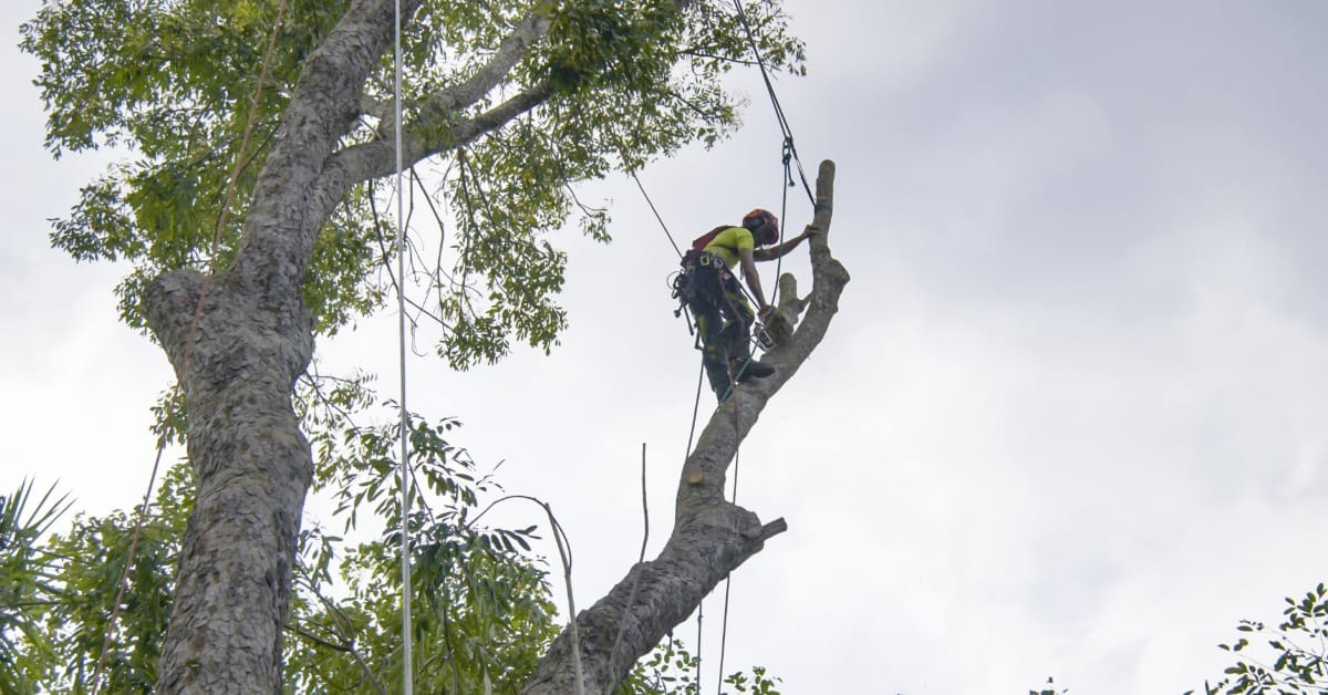 An arborist uses safety ropes while trimming large tree branches high above the ground during maintenance.