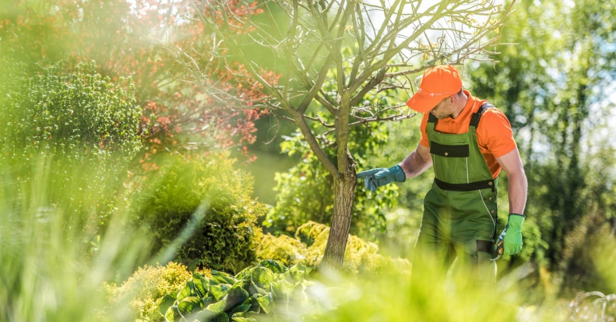 An arborist in overalls inspects a tree trunk in a landscaped garden while assessing its health and condition.