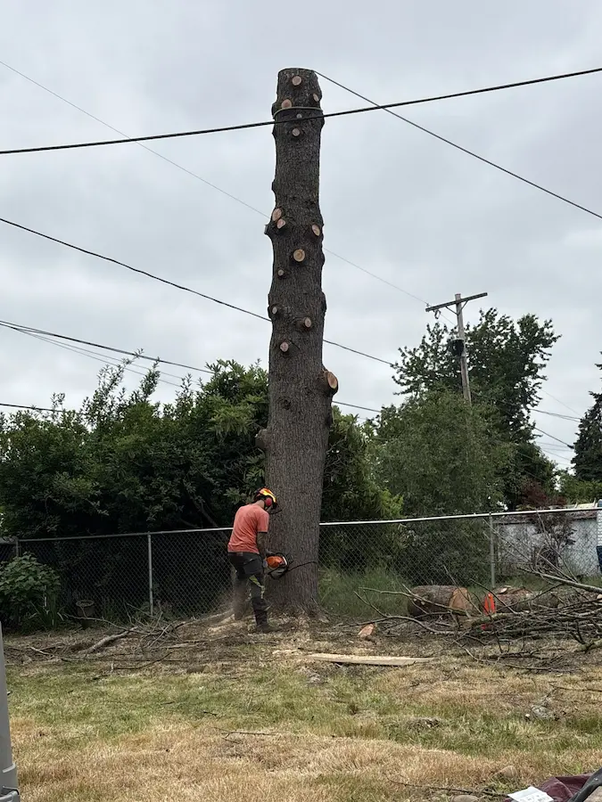 Tree-Removal-Portland-Services Tree-Removal-Portland-Services