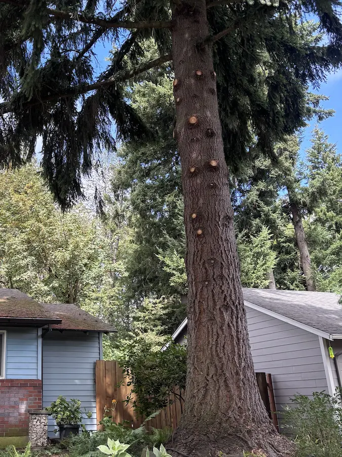 Tree-Trimming-Portland-Services Tree-Trimming-Portland-Services