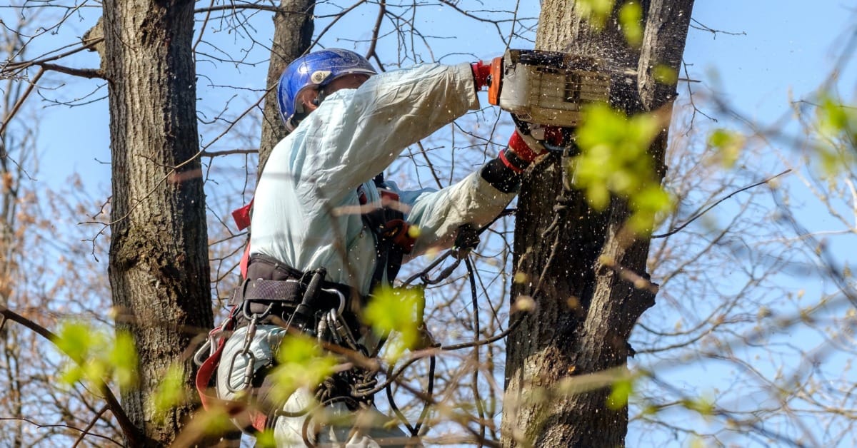 A tree worker uses a chainsaw to cut a trunk while secured with safety gear in a leafless tree canopy.