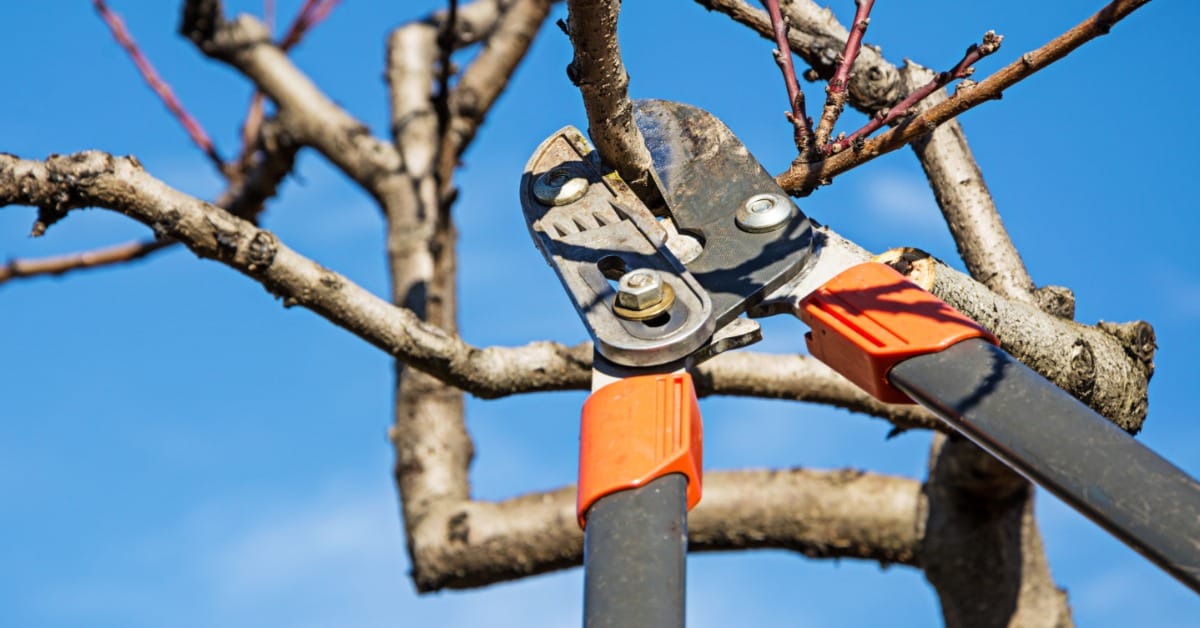 Long-handled pruning shears cut a small tree branch among bare limbs against a clear blue sky background.