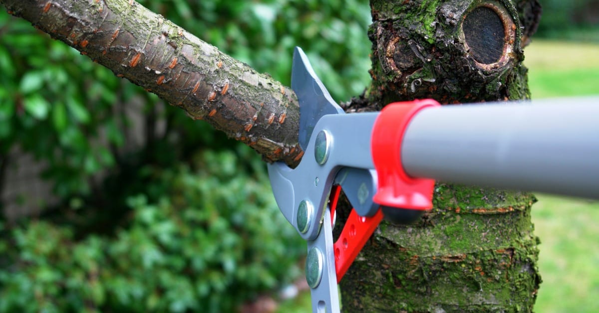 A pruning saw cuts a tree branch close to the trunk, revealing a clean cut and exposed wood surface.