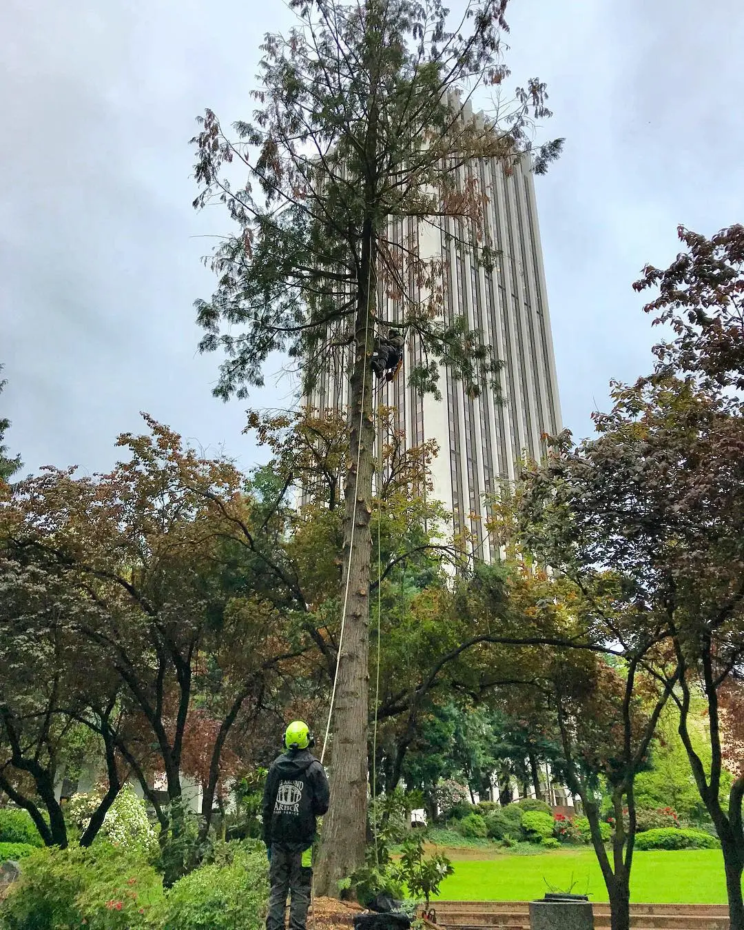 Portland-commercial-tree-service
