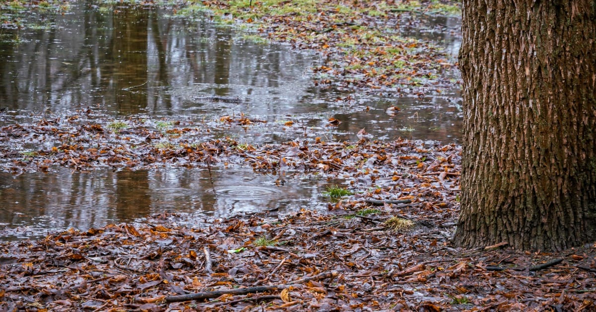Standing water surrounds the base of an established tree after heavy rainfall leaves the nearby soil saturated.