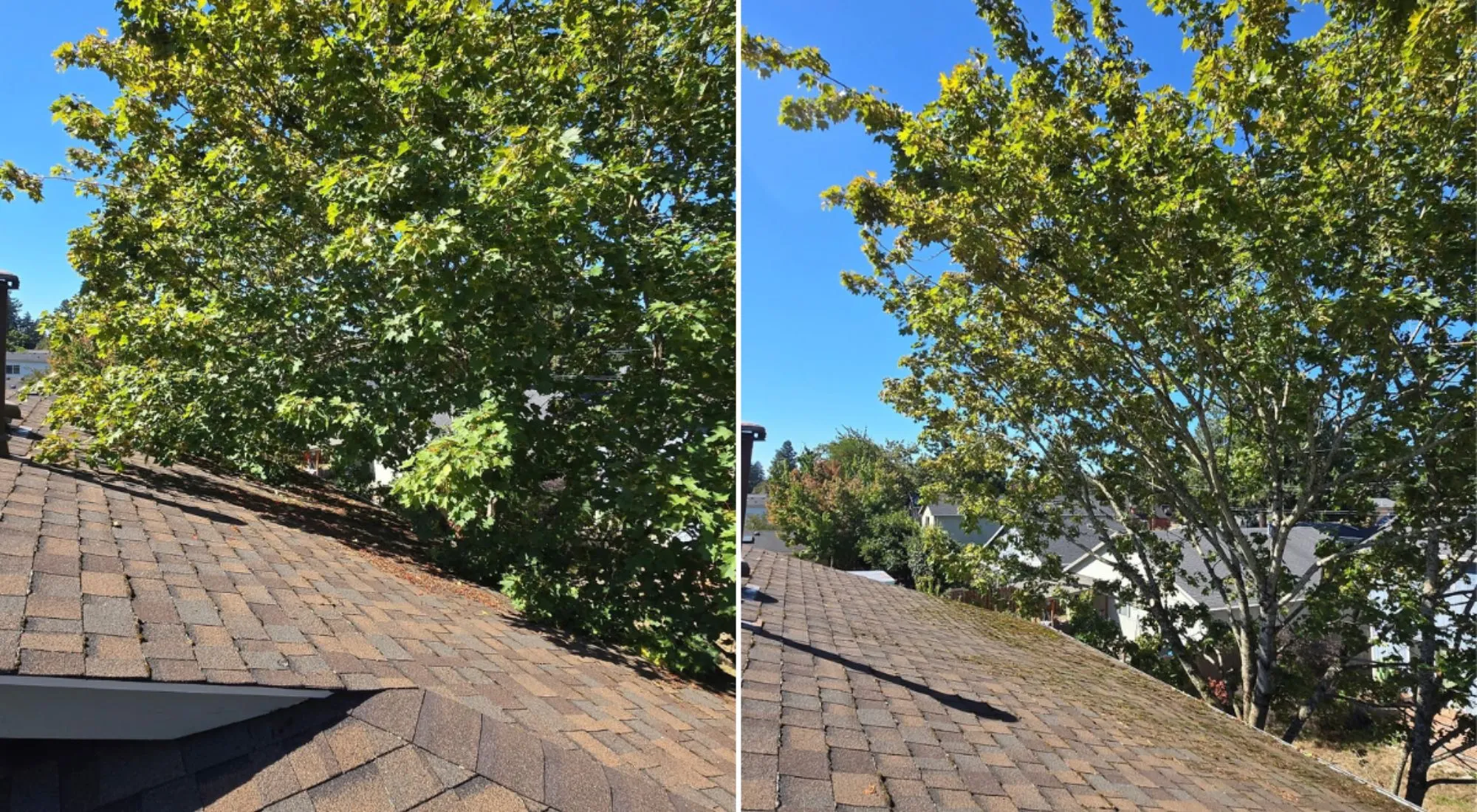 tree service beaverton or 1