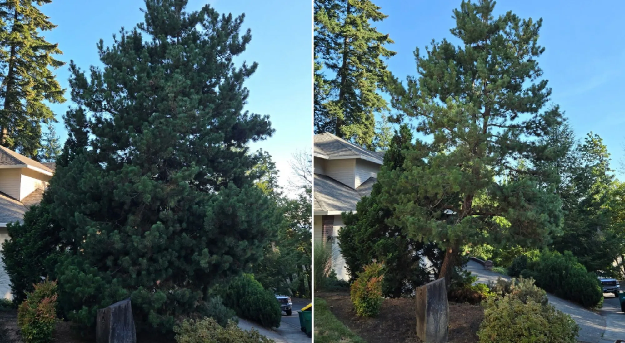 tree service beaverton oregon 1