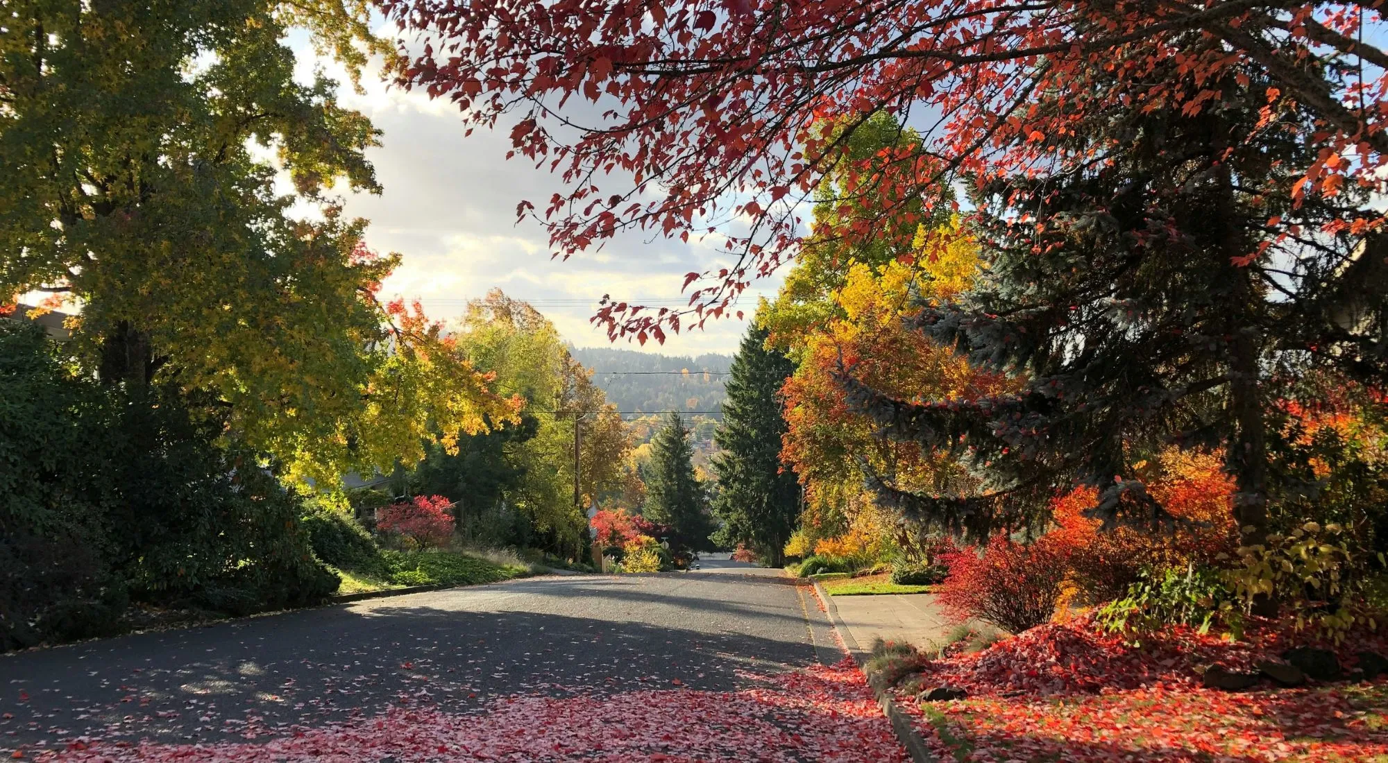 tree-service-beaverton