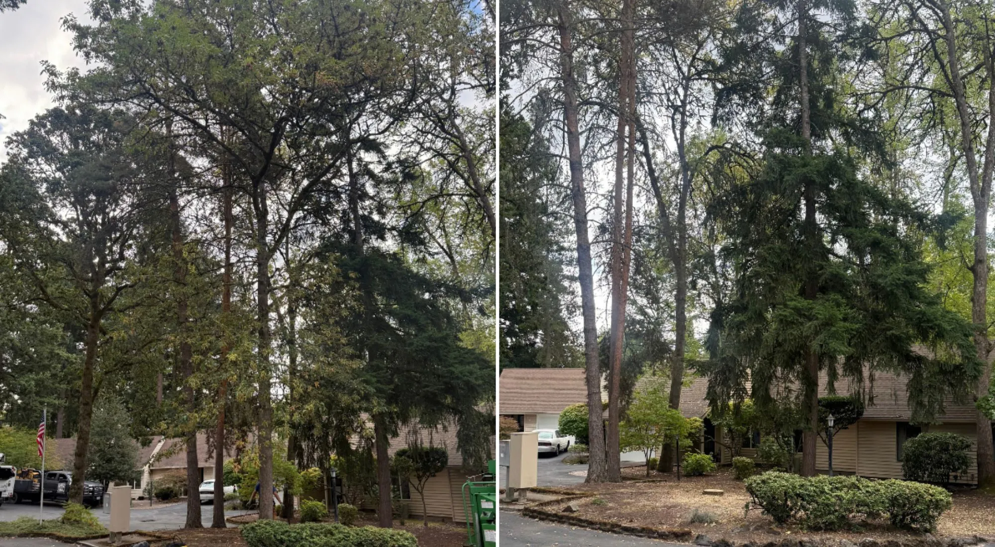 tree services beaverton oregon 1